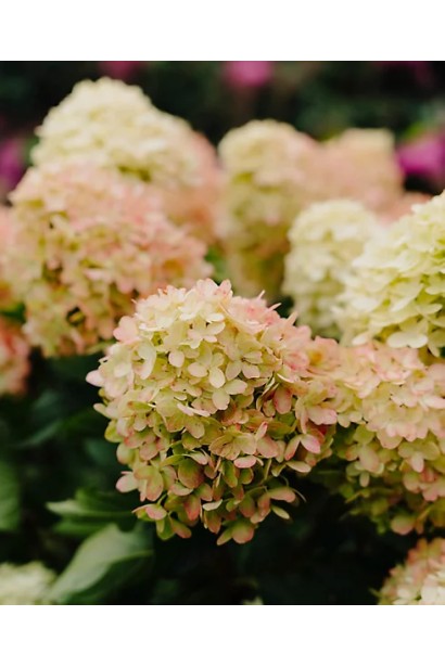 Кущ Графіті як яскравий акцент у ландшафтному дизайні